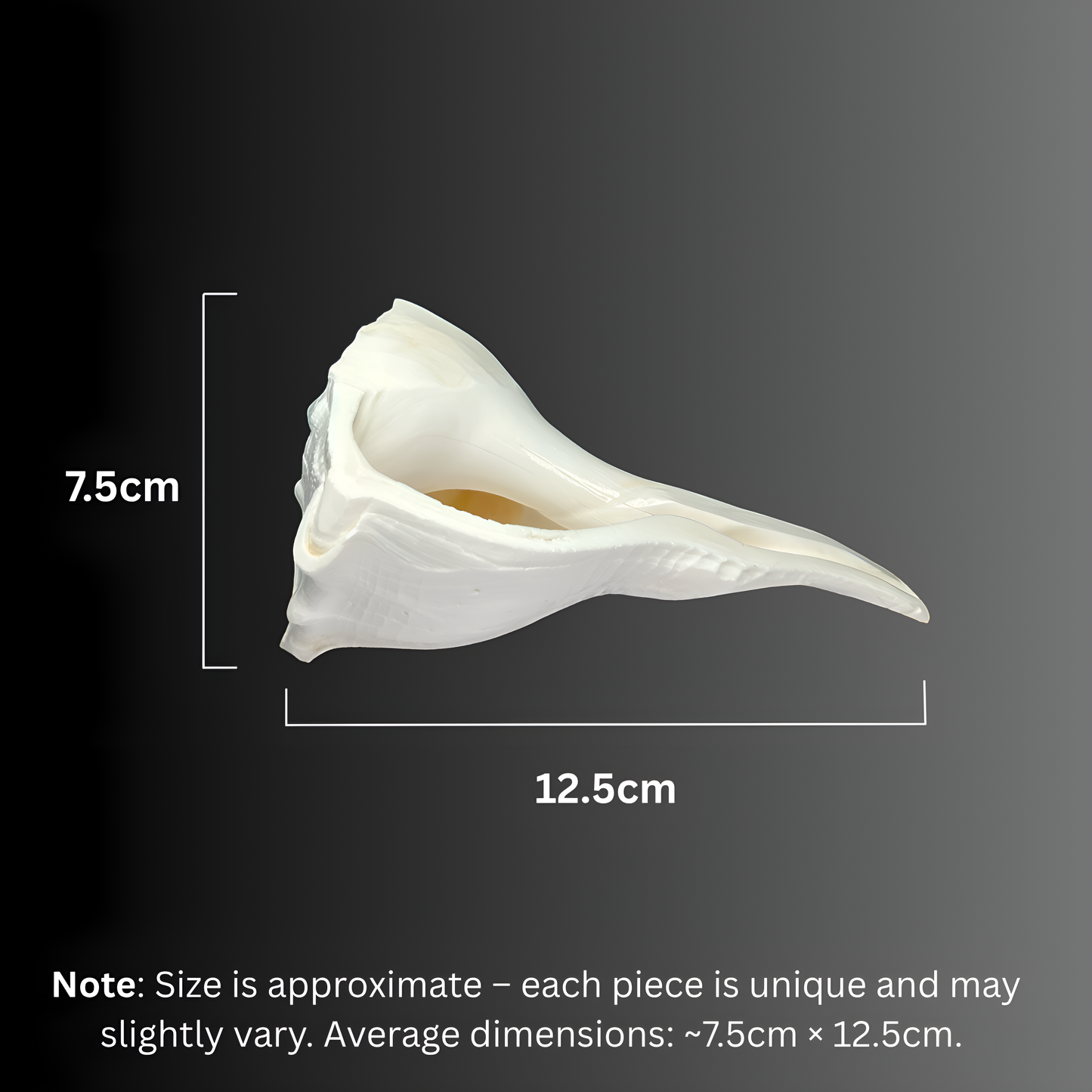 Dakshinavarti Shankh