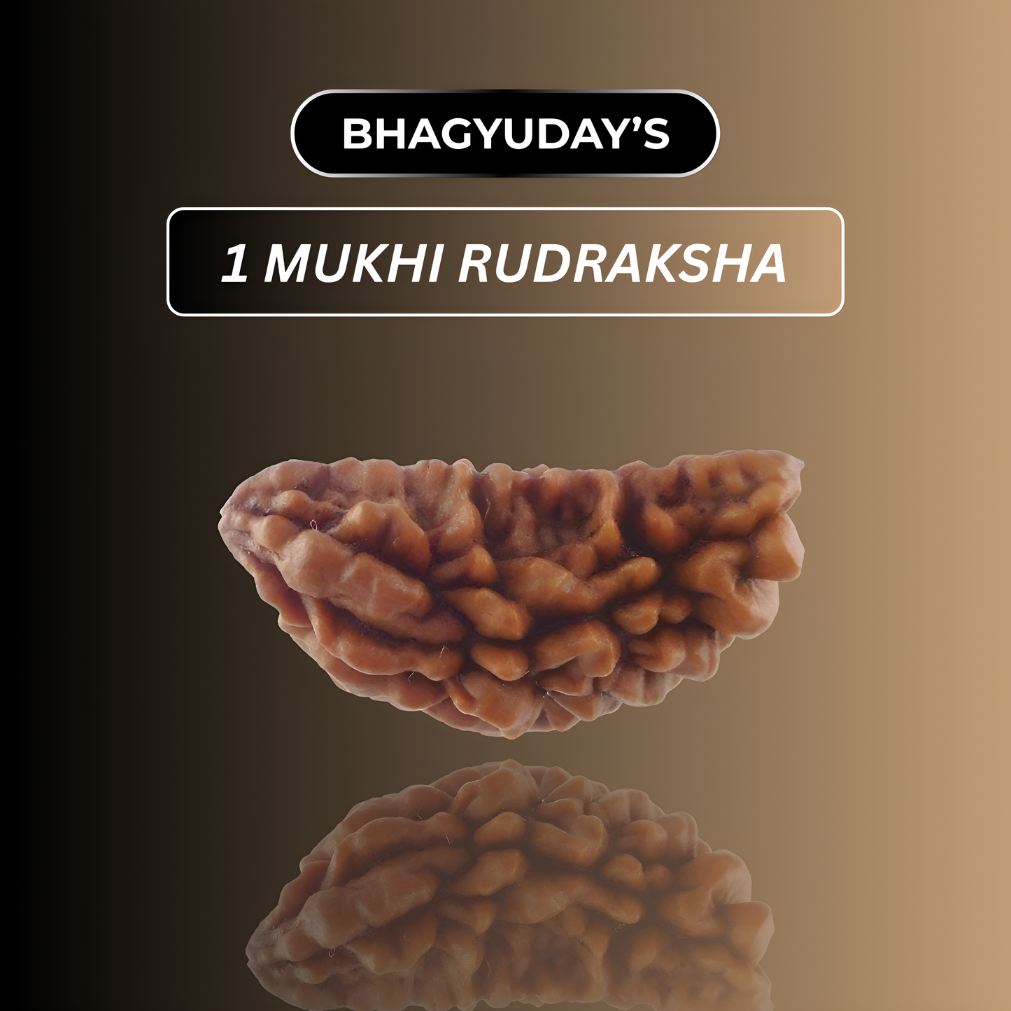 1 Mukhi Rudraksha