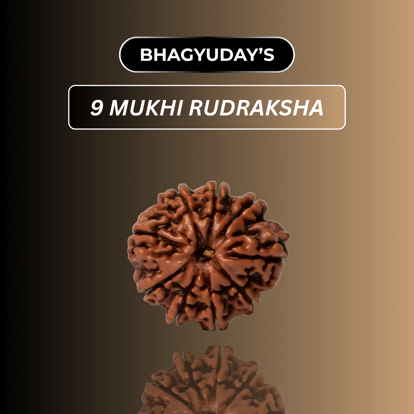 9 Mukhi Rudraksha