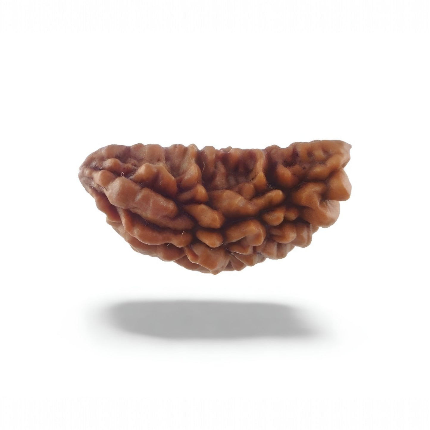 1 Mukhi Rudraksha