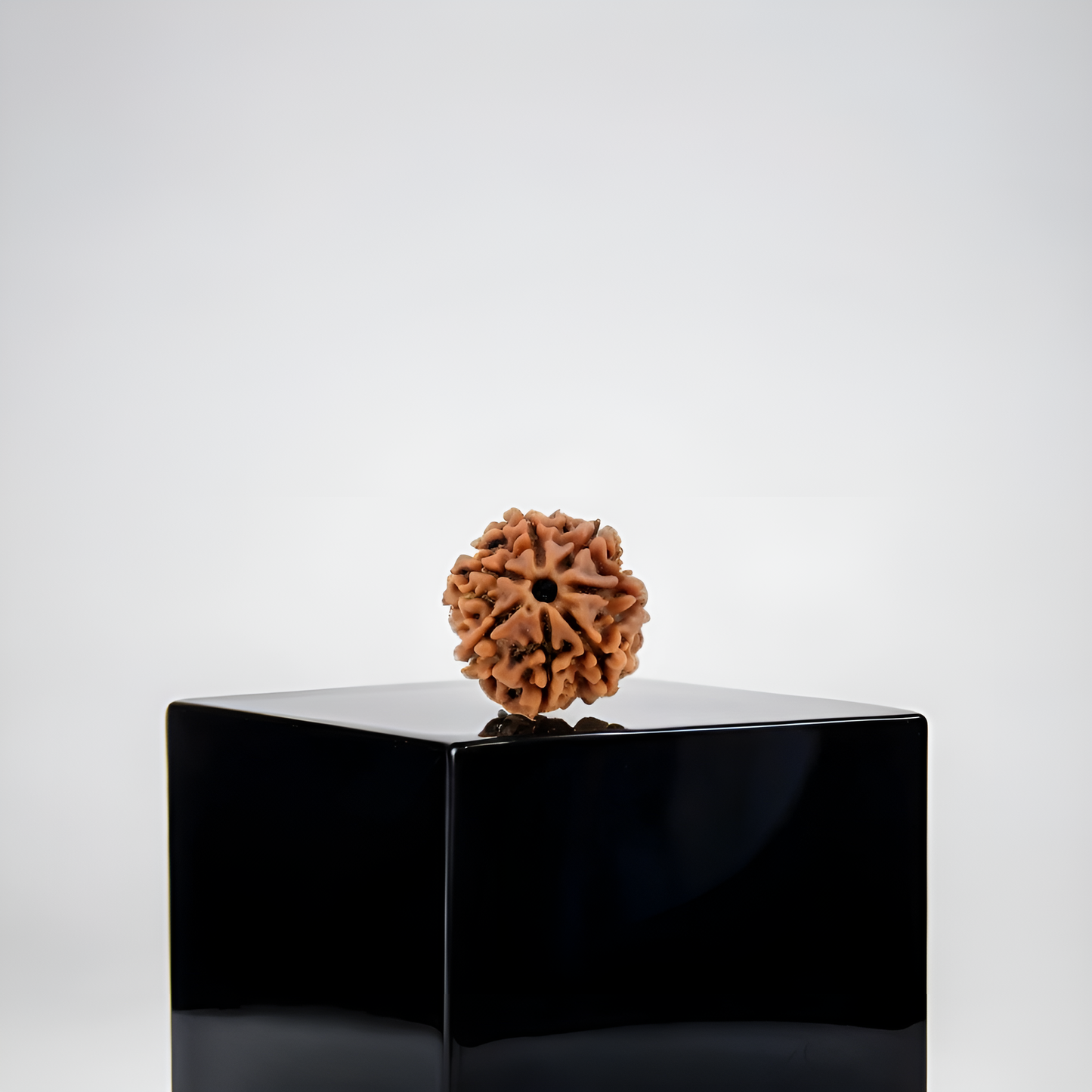7 Mukhi Rudraksha