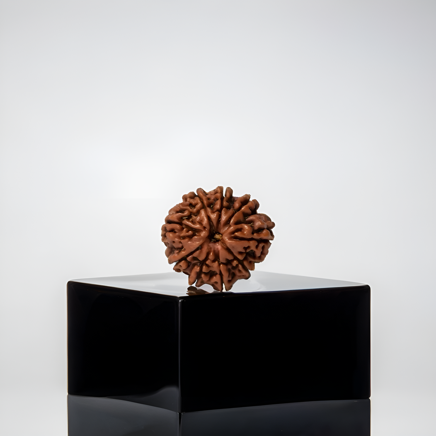 9 Mukhi Rudraksha