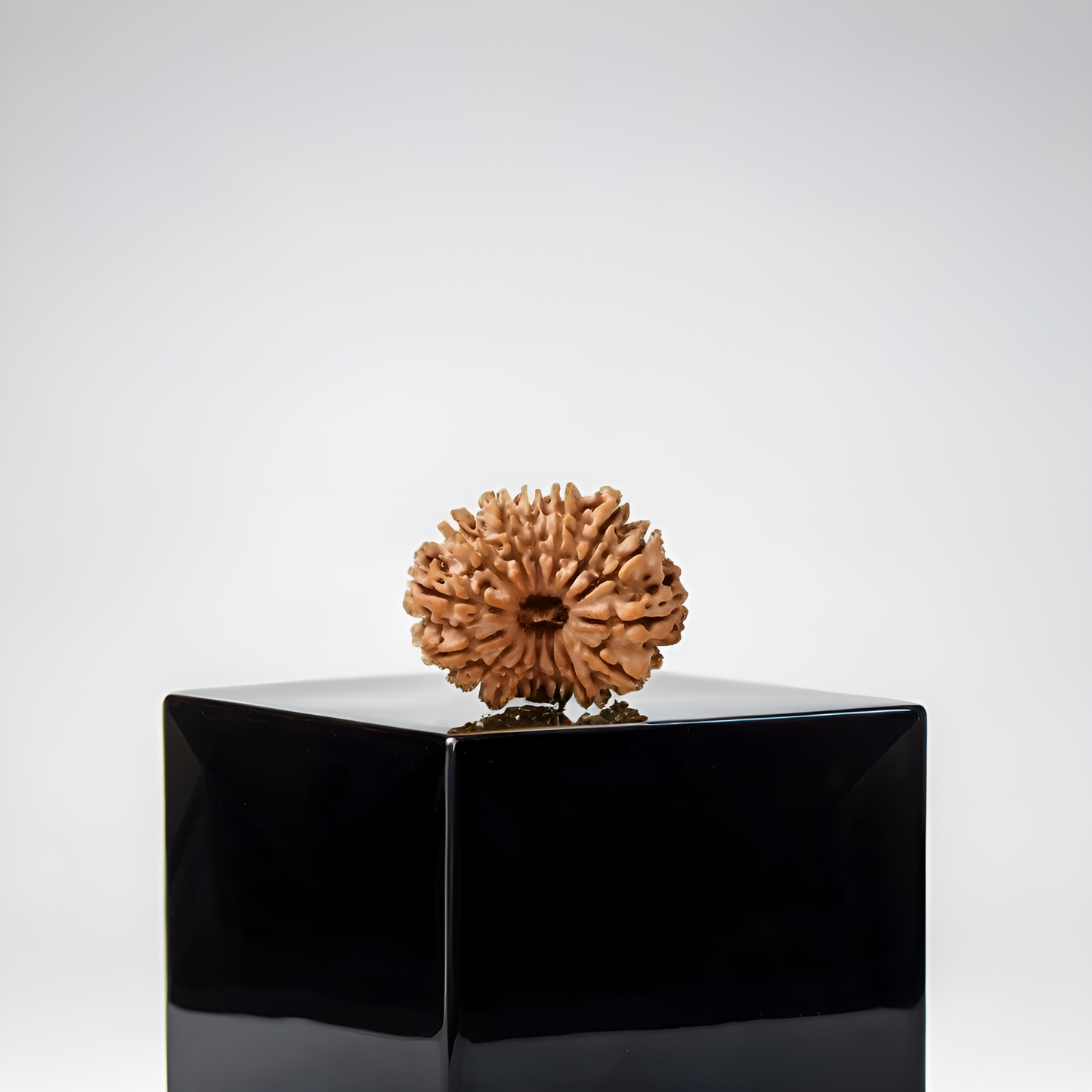 14 Mukhi Rudraksha