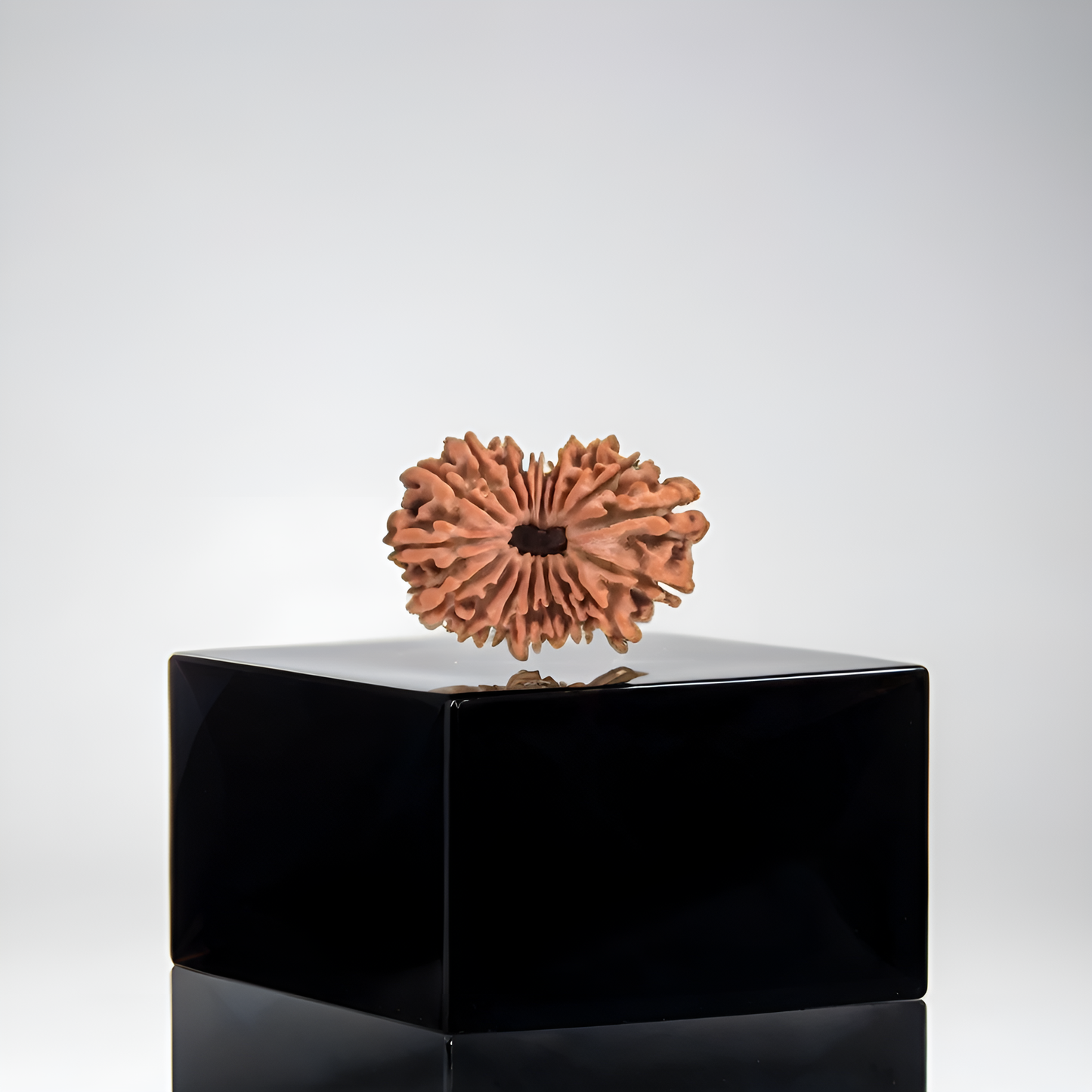 19 Mukhi Rudraksha