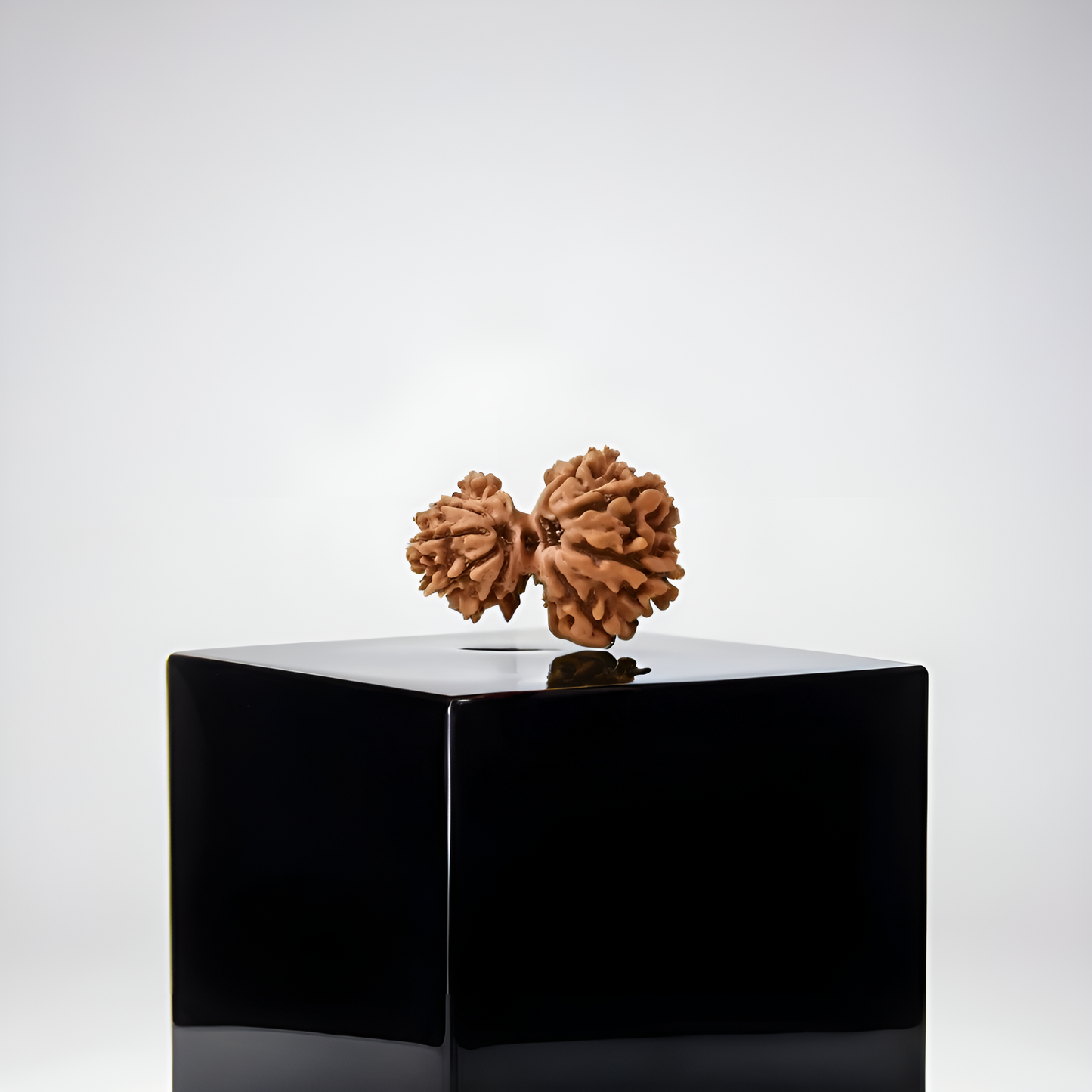 Garbh Gauri Rudraksha