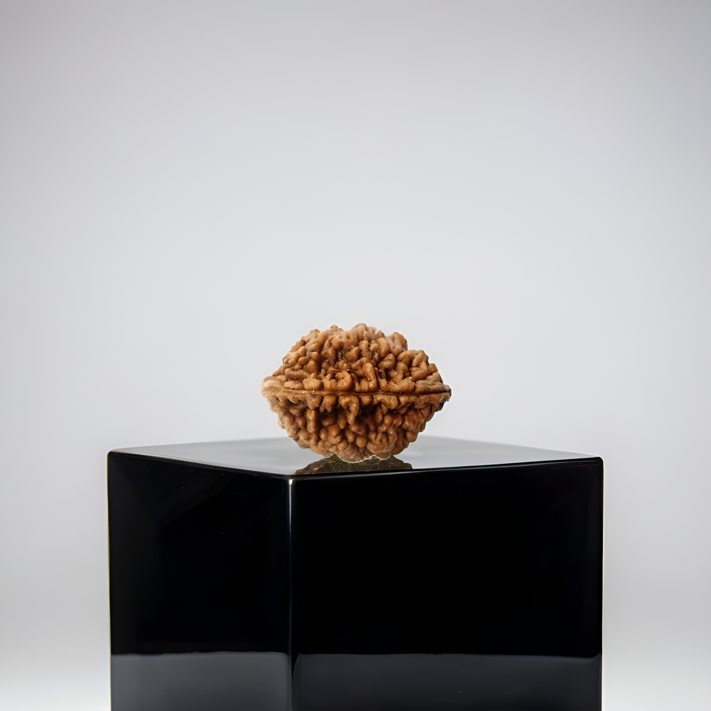 2 Mukhi Rudraksha