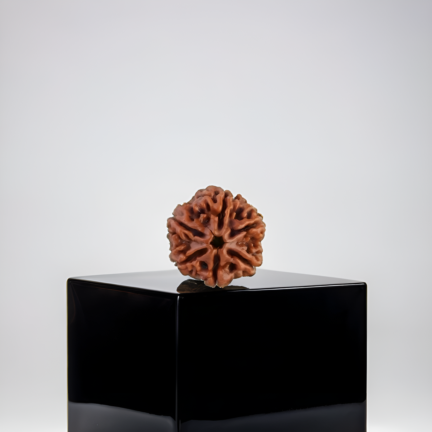 6 Mukhi Rudraksha