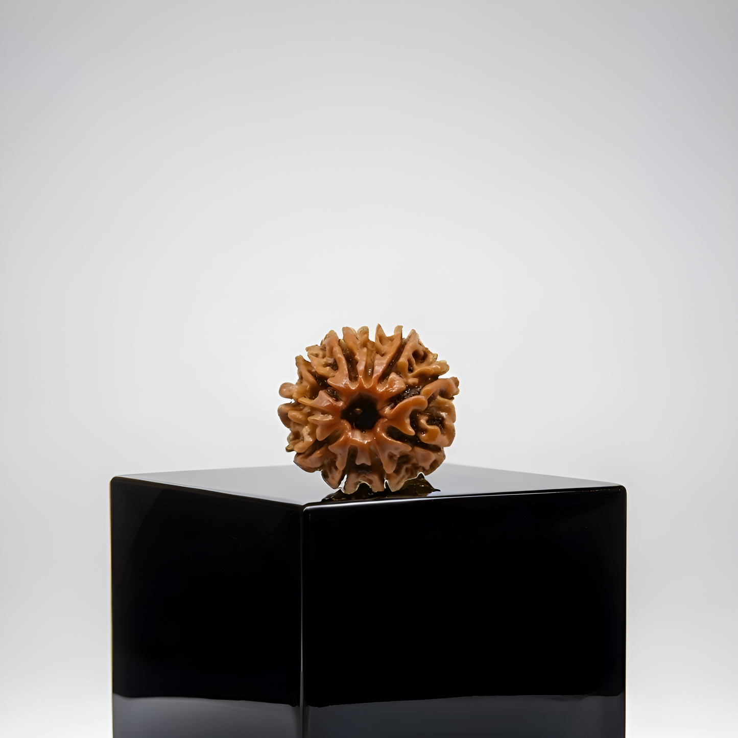 10 Mukhi Rudraksha