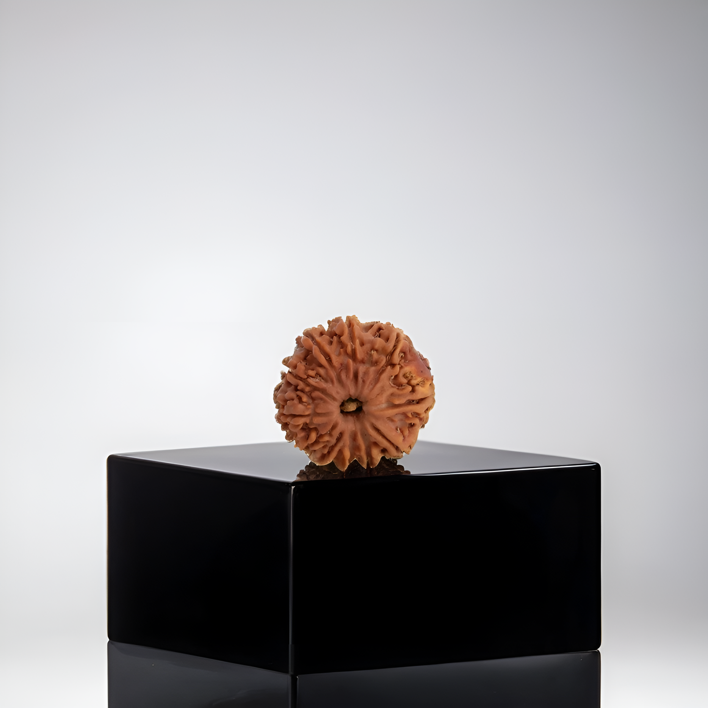11 Mukhi Rudraksha
