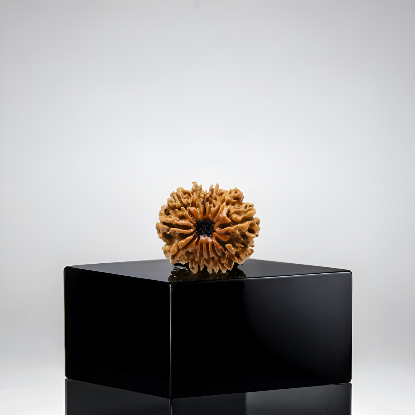 12 Mukhi Rudraksha