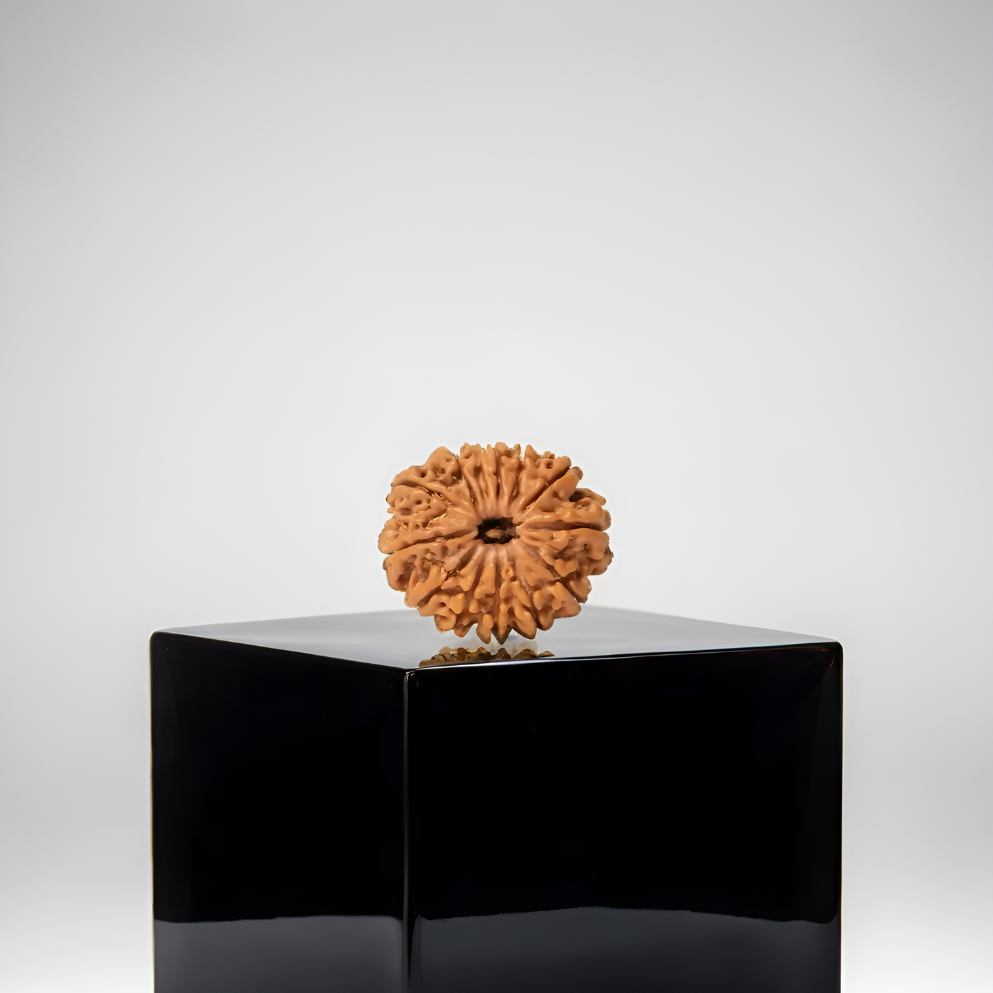 13 Mukhi Rudraksha