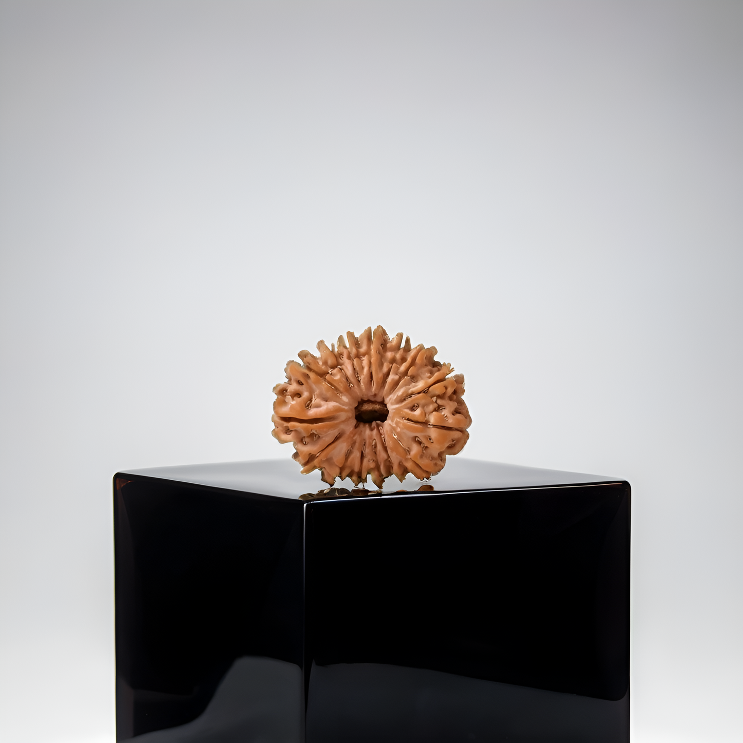 15 Mukhi Rudraksha