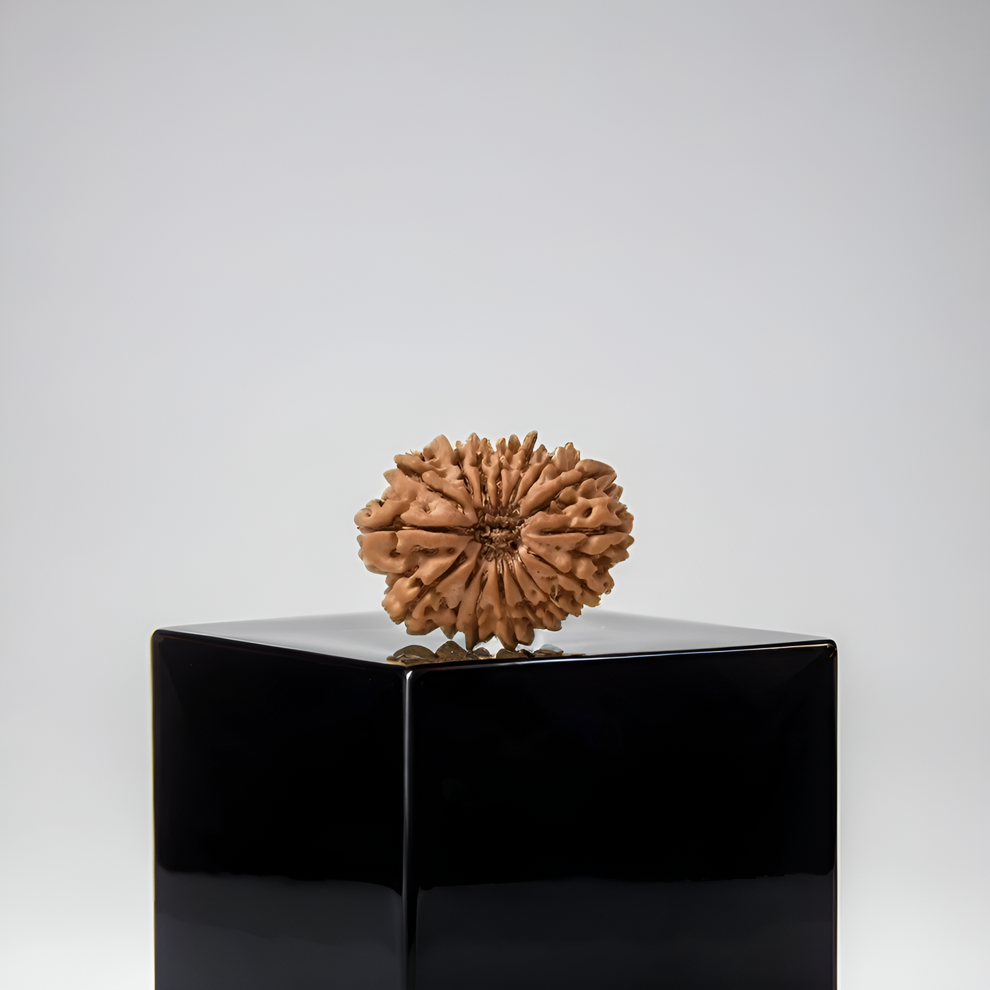 16 Mukhi Rudraksha