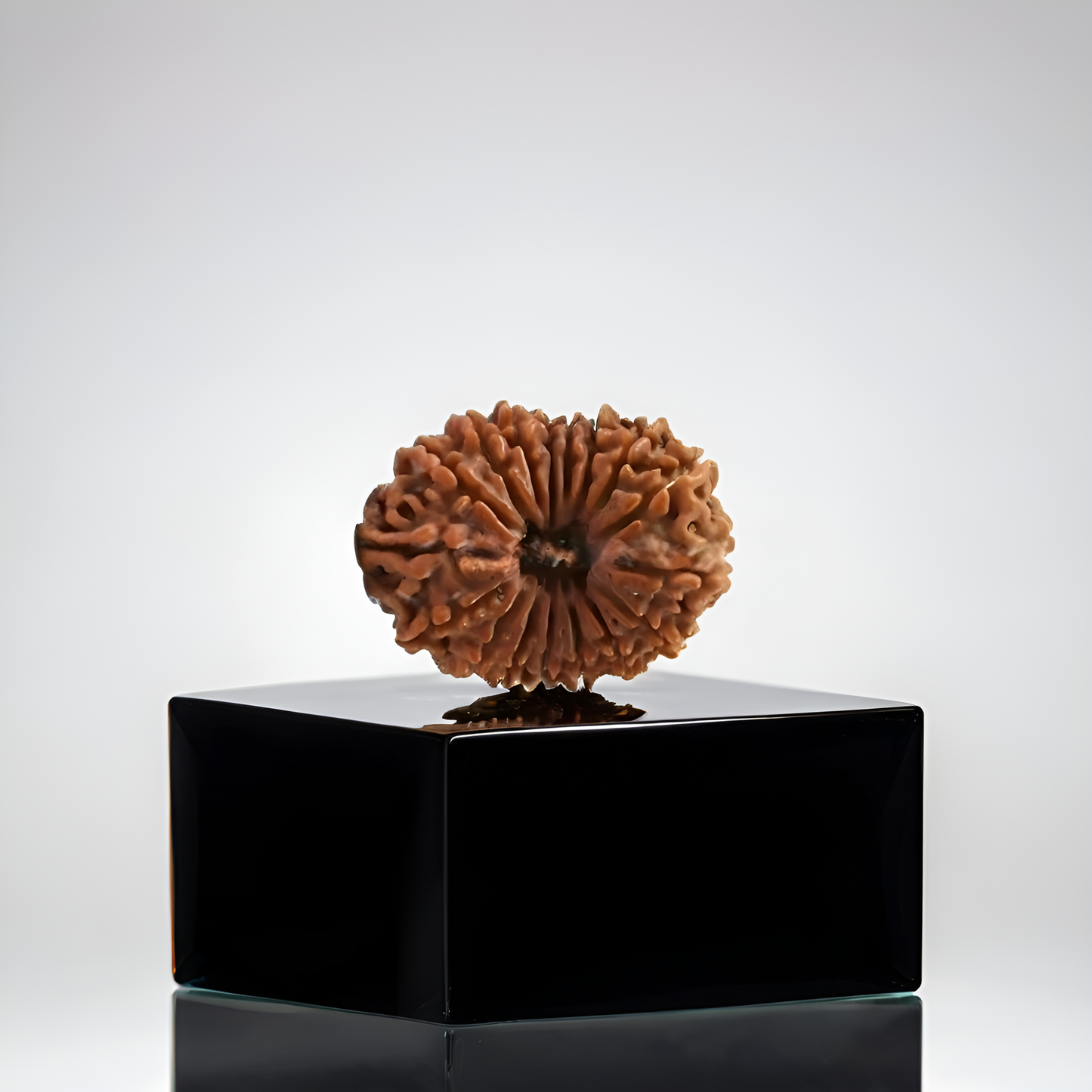 17 Mukhi Rudraksha