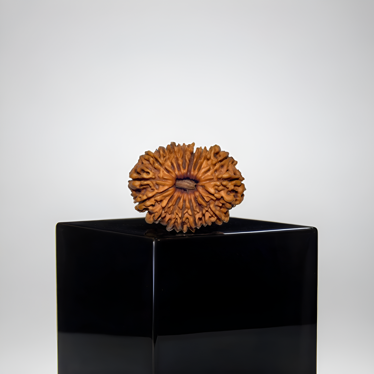 18 Mukhi Rudraksha