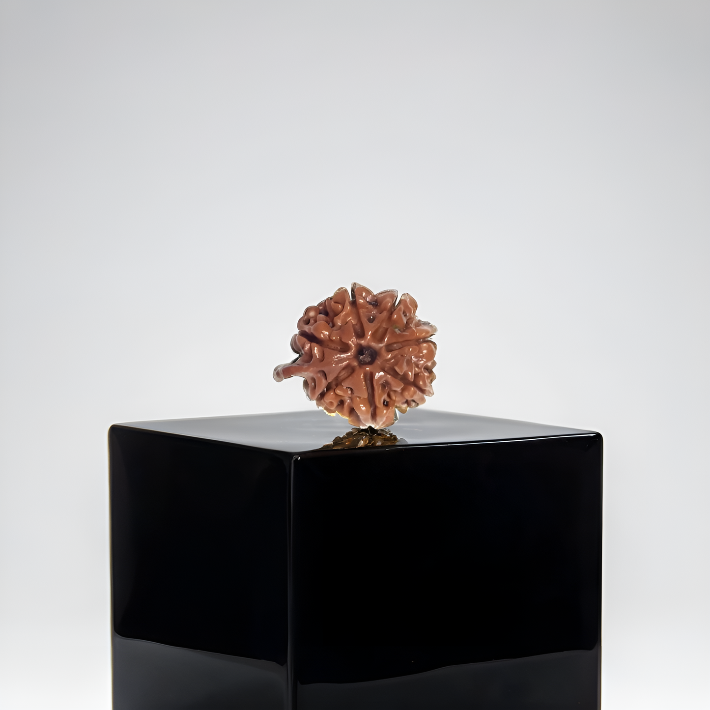 Ganesh Rudraksha