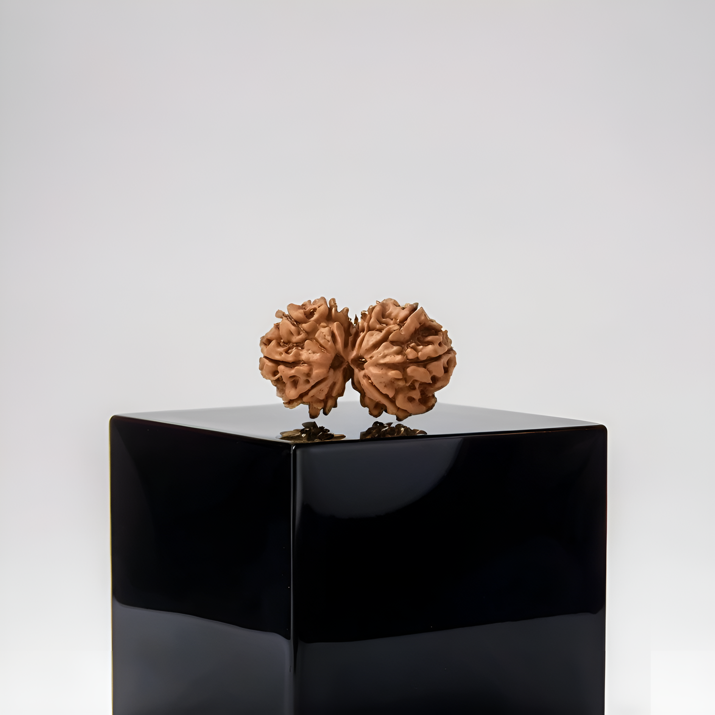 Gauri Shankar Rudraksha