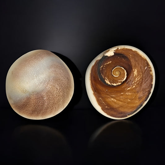 Natural Vishnu Chakra