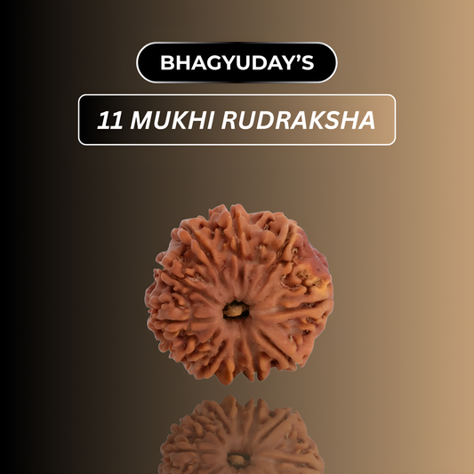 11 Mukhi Rudraksha