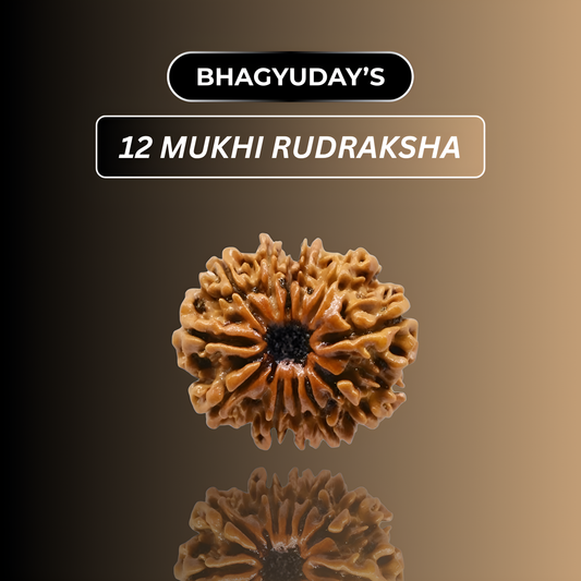 12 Mukhi Rudraksha