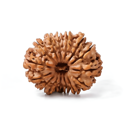 14 Mukhi Rudraksha