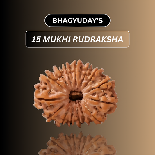 15 Mukhi Rudraksha