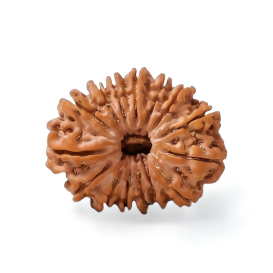 15 Mukhi Rudraksha