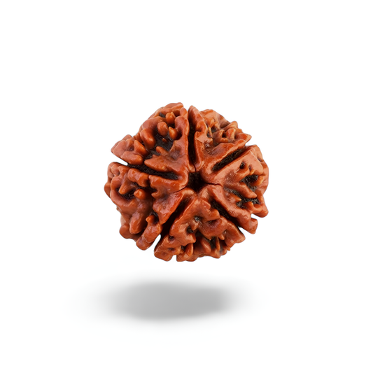 5 Mukhi Rudraksha