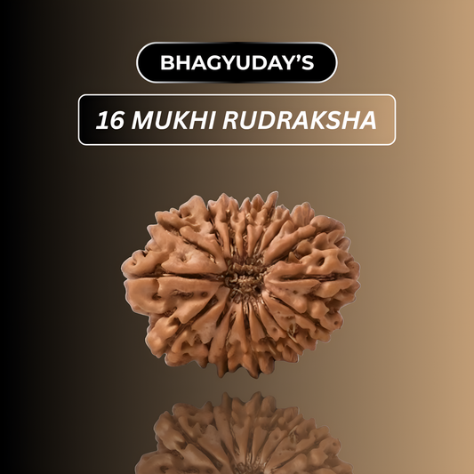 16 Mukhi Rudraksha