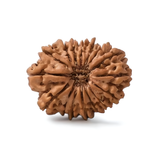 16 Mukhi Rudraksha