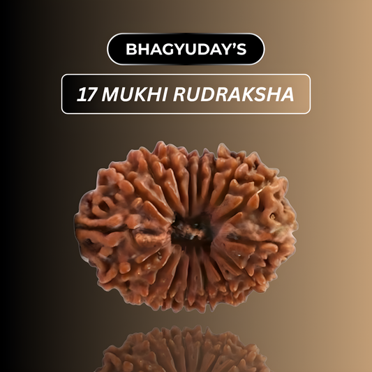 17 Mukhi Rudraksha