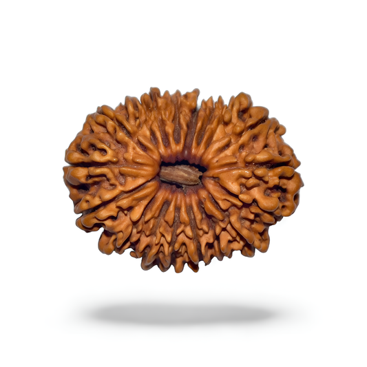 18 Mukhi Rudraksha