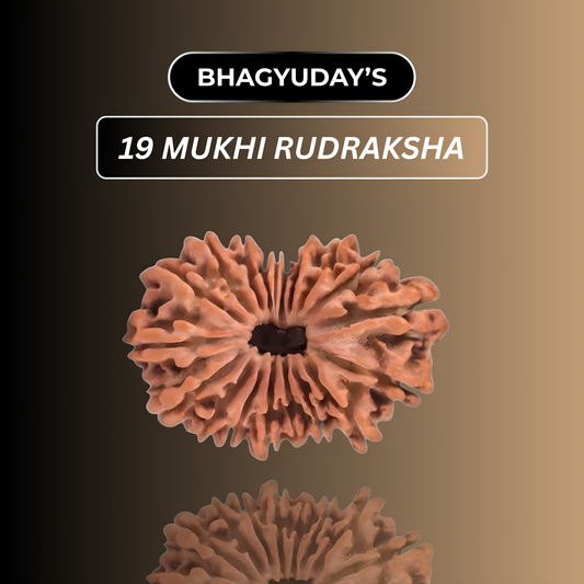 19 Mukhi Rudraksha