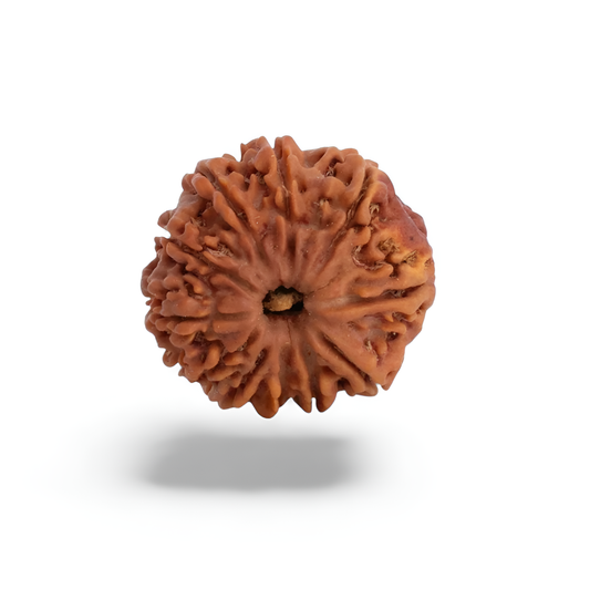 11 Mukhi Rudraksha