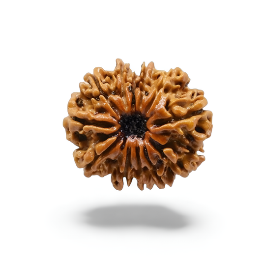 12 Mukhi Rudraksha