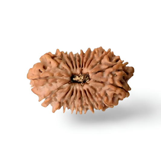 20 Mukhi Rudraksha