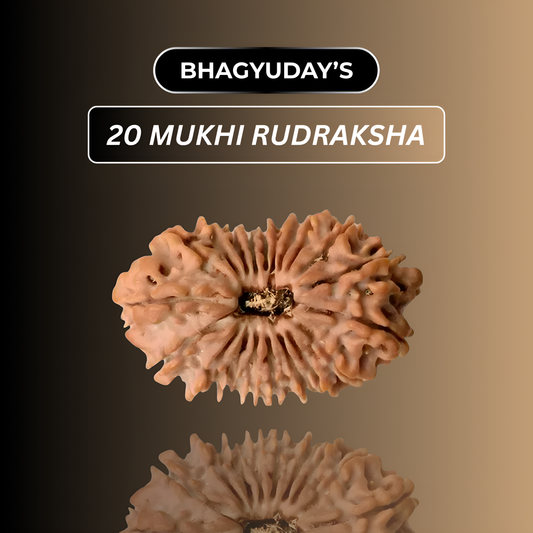 20 Mukhi Rudraksha