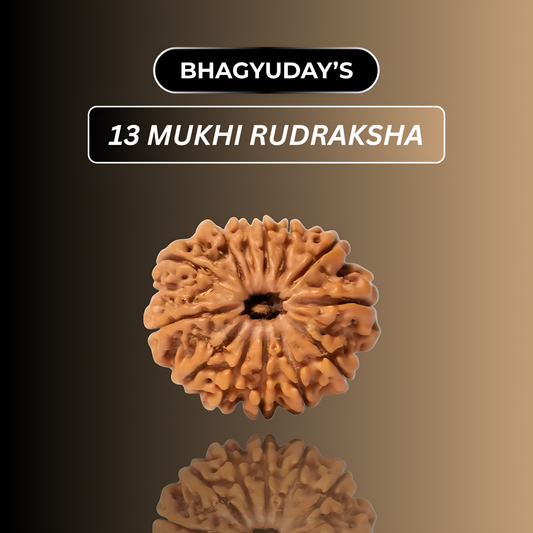 13 Mukhi Rudraksha