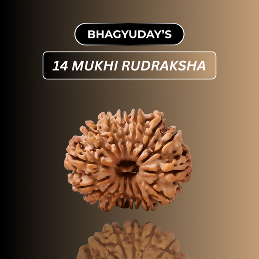 14 Mukhi Rudraksha