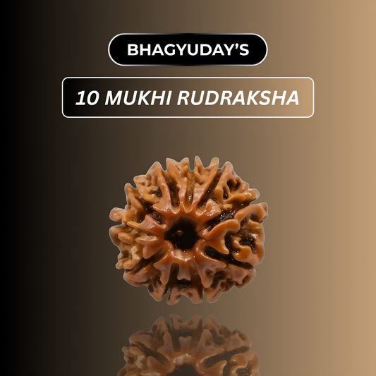 10 Mukhi Rudraksha