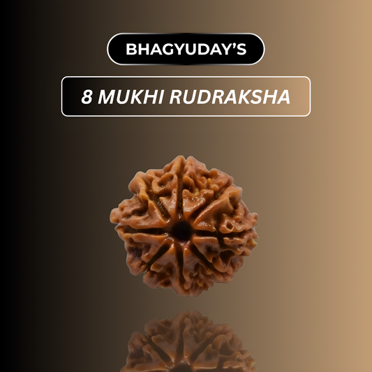 8 Mukhi Rudraksha