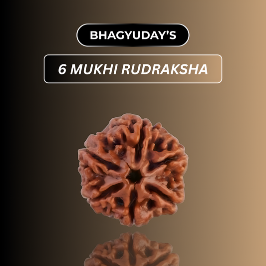 6 Mukhi Rudraksha