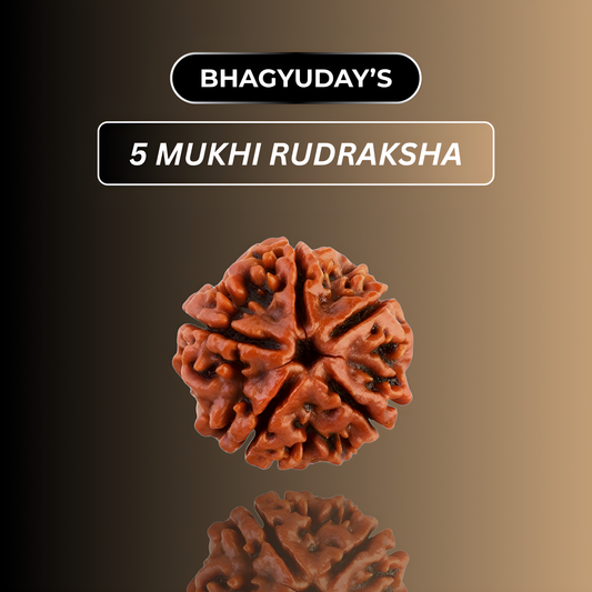 5 Mukhi Rudraksha