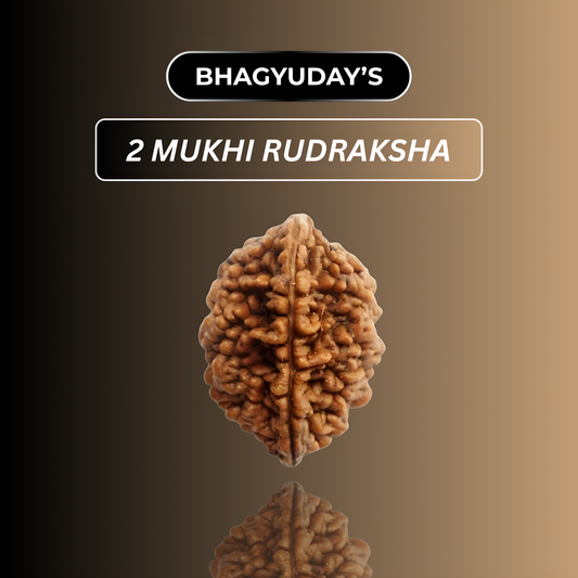 2 Mukhi Rudraksha
