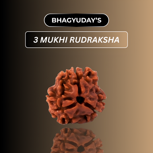 3 Mukhi Rudraksha