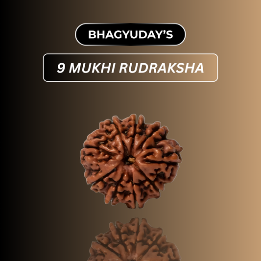9 Mukhi Rudraksha