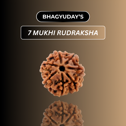 7 Mukhi Rudraksha