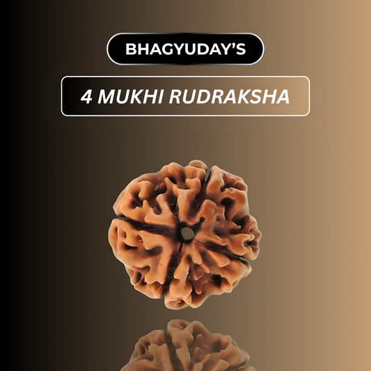 4 Mukhi Rudraksha