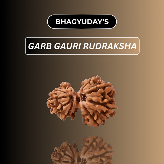 Garbh Gauri Rudraksha