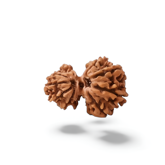 Garbh Gauri Rudraksha